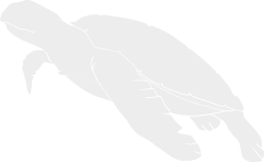 Turtle Image